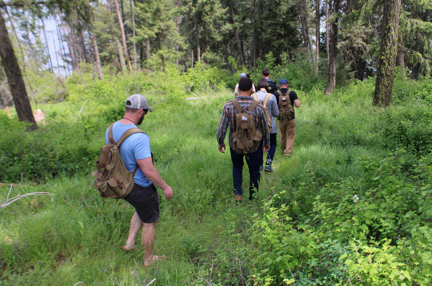 A group of hikers wearing brown canvas  backpacks walks along a grassy forest path, surrounded by tall trees and green foliage.