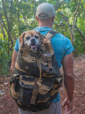 A man wearing a camouflage dog backpack carrier walks on a wooded trail with a dog sitting inside the backpack.